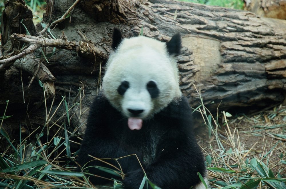 panda bear sitting upright and sticking out his tongue