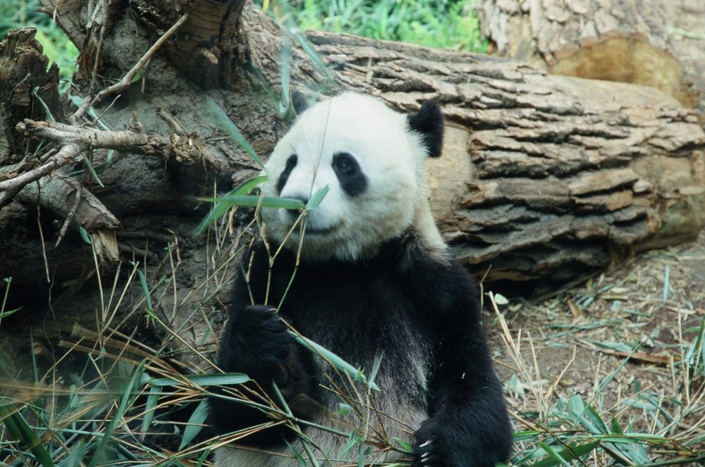 panda bear sitting upright