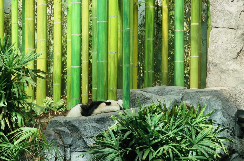 panda bear sleeping near bamboo