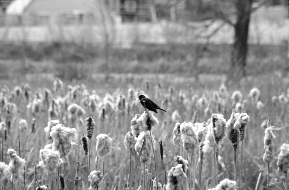 magpie in the rushes