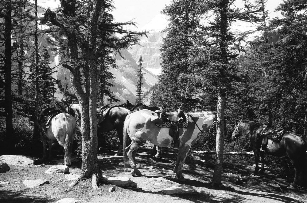 horses at the Lake Agnes Teahouse