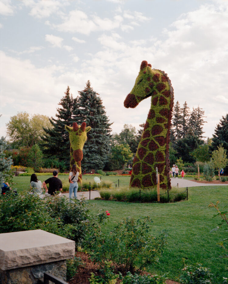 giraffe necks made of flowers at the Calgary Zoo